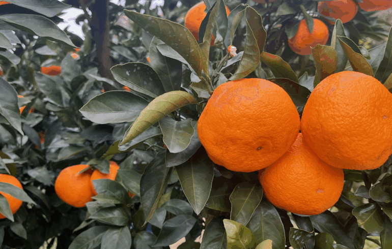 房総十字園｜みかん