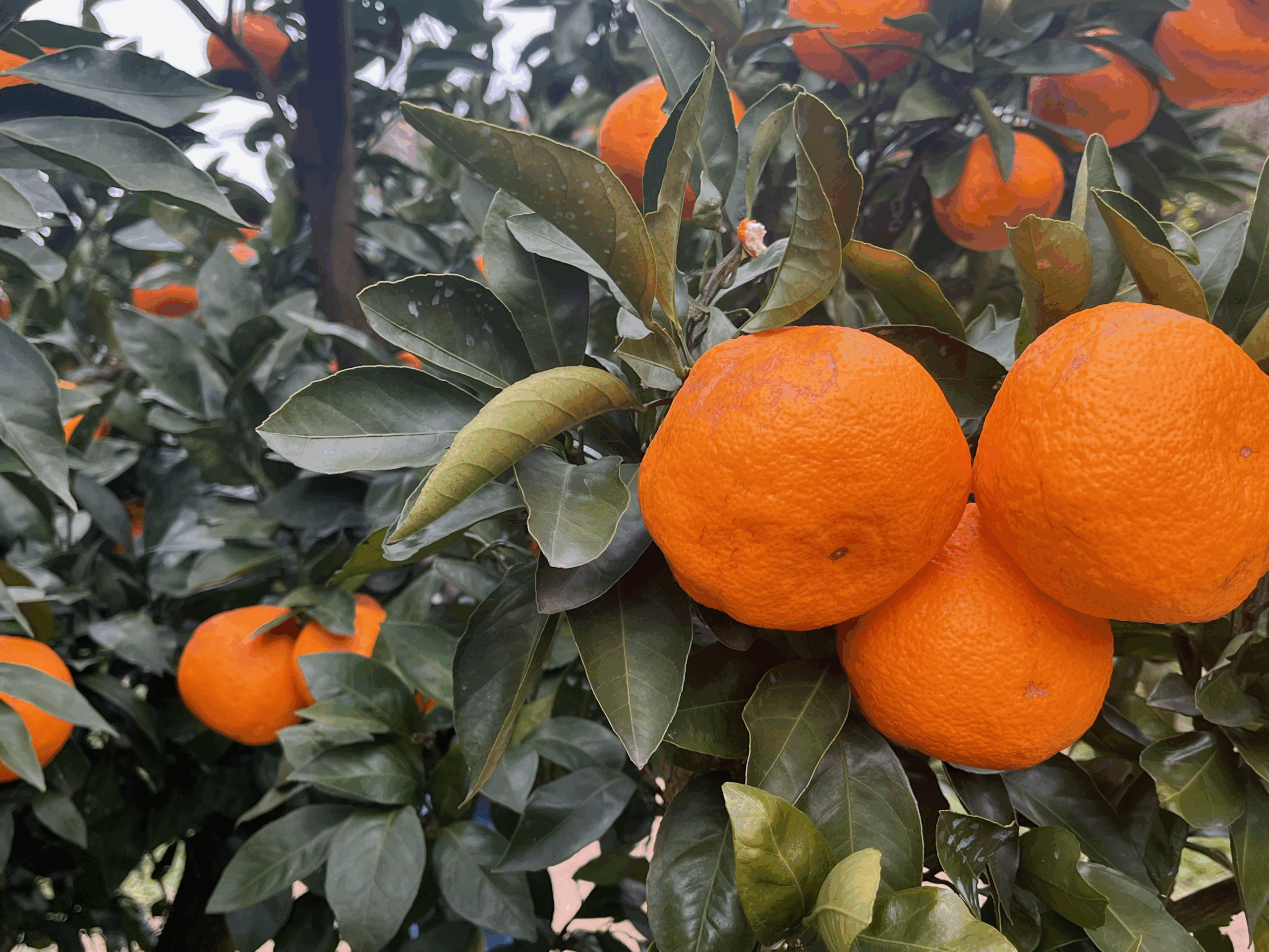 房総十字園｜みかん